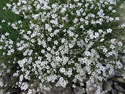 Gypsophila repens white - гипсофила стелеща бяла , мишорка (1459)
